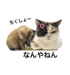 にゃんこ使える日常スタンプ3（個別スタンプ：6）