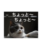 にゃんこ使える日常スタンプ3（個別スタンプ：9）