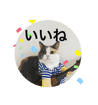 にゃんこ使える日常スタンプ3（個別スタンプ：14）