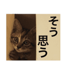 にゃんこ使える日常スタンプ3（個別スタンプ：15）