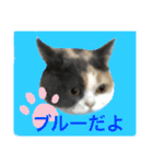 にゃんこ使える日常スタンプ3（個別スタンプ：16）