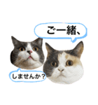 にゃんこ使える日常スタンプ3（個別スタンプ：17）