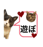 にゃんこ使える日常スタンプ3（個別スタンプ：20）