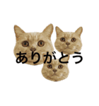 にゃんこ使える日常スタンプ3（個別スタンプ：23）