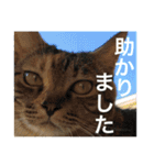 にゃんこ使える日常スタンプ3（個別スタンプ：24）