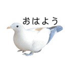癒される動物ちゃんたち（個別スタンプ：1）