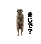 癒される動物ちゃんたち（個別スタンプ：5）