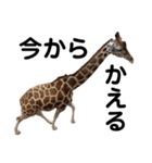 癒される動物ちゃんたち（個別スタンプ：7）