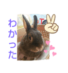 うさスタンプ1（個別スタンプ：8）