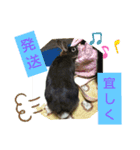うさスタンプ1（個別スタンプ：15）