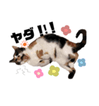 ぶちぶちのねこちゃん（個別スタンプ：5）
