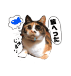 ぶちぶちのねこちゃん（個別スタンプ：9）