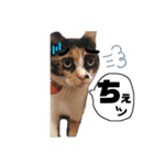 ぶちぶちのねこちゃん（個別スタンプ：11）
