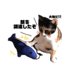 ぶちぶちのねこちゃん（個別スタンプ：13）