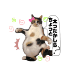 ぶちぶちのねこちゃん（個別スタンプ：14）