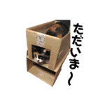ぶちぶちのねこちゃん（個別スタンプ：16）