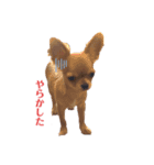 ロンとよしお①（個別スタンプ：1）