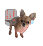 ロンとよしお①（個別スタンプ：3）