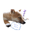 柴犬かん太（個別スタンプ：1）