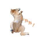 柴犬かん太（個別スタンプ：2）