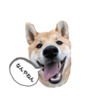 柴犬かん太（個別スタンプ：3）