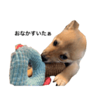 柴犬かん太（個別スタンプ：4）