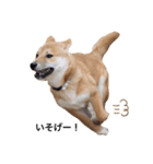 柴犬かん太（個別スタンプ：5）
