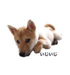 柴犬かん太（個別スタンプ：6）