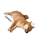 柴犬かん太（個別スタンプ：7）