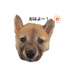 柴犬かん太（個別スタンプ：8）