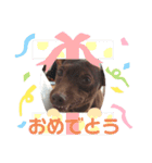 ミニチュアピンシャーのジャック（個別スタンプ：4）