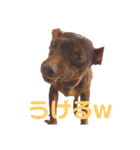 ミニチュアピンシャーのジャック（個別スタンプ：8）