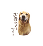 ノエルたんスタンプ登場（個別スタンプ：2）
