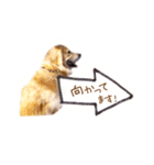 ノエルたんスタンプ登場（個別スタンプ：3）