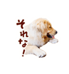 ノエルたんスタンプ登場（個別スタンプ：4）