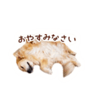 ノエルたんスタンプ登場（個別スタンプ：8）