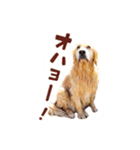ノエルたんスタンプ登場（個別スタンプ：12）