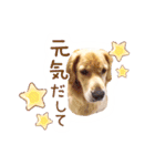 ノエルたんスタンプ登場（個別スタンプ：17）