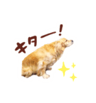 ノエルたんスタンプ登場（個別スタンプ：23）