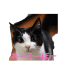 チャイ＆エリー（個別スタンプ：1）