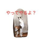 チャイ＆エリー（個別スタンプ：2）