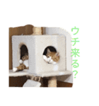 チャイ＆エリー（個別スタンプ：6）