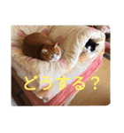 チャイ＆エリー（個別スタンプ：9）