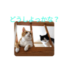 チャイ＆エリー（個別スタンプ：12）