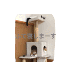チャイ＆エリー（個別スタンプ：14）