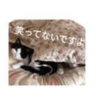 チャイ＆エリー（個別スタンプ：21）