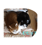 チャイ＆エリー（個別スタンプ：23）
