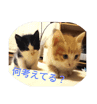チャイ＆エリー（個別スタンプ：24）