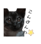 我が家の愛猫⑤（個別スタンプ：4）