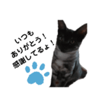 我が家の愛猫⑤（個別スタンプ：5）